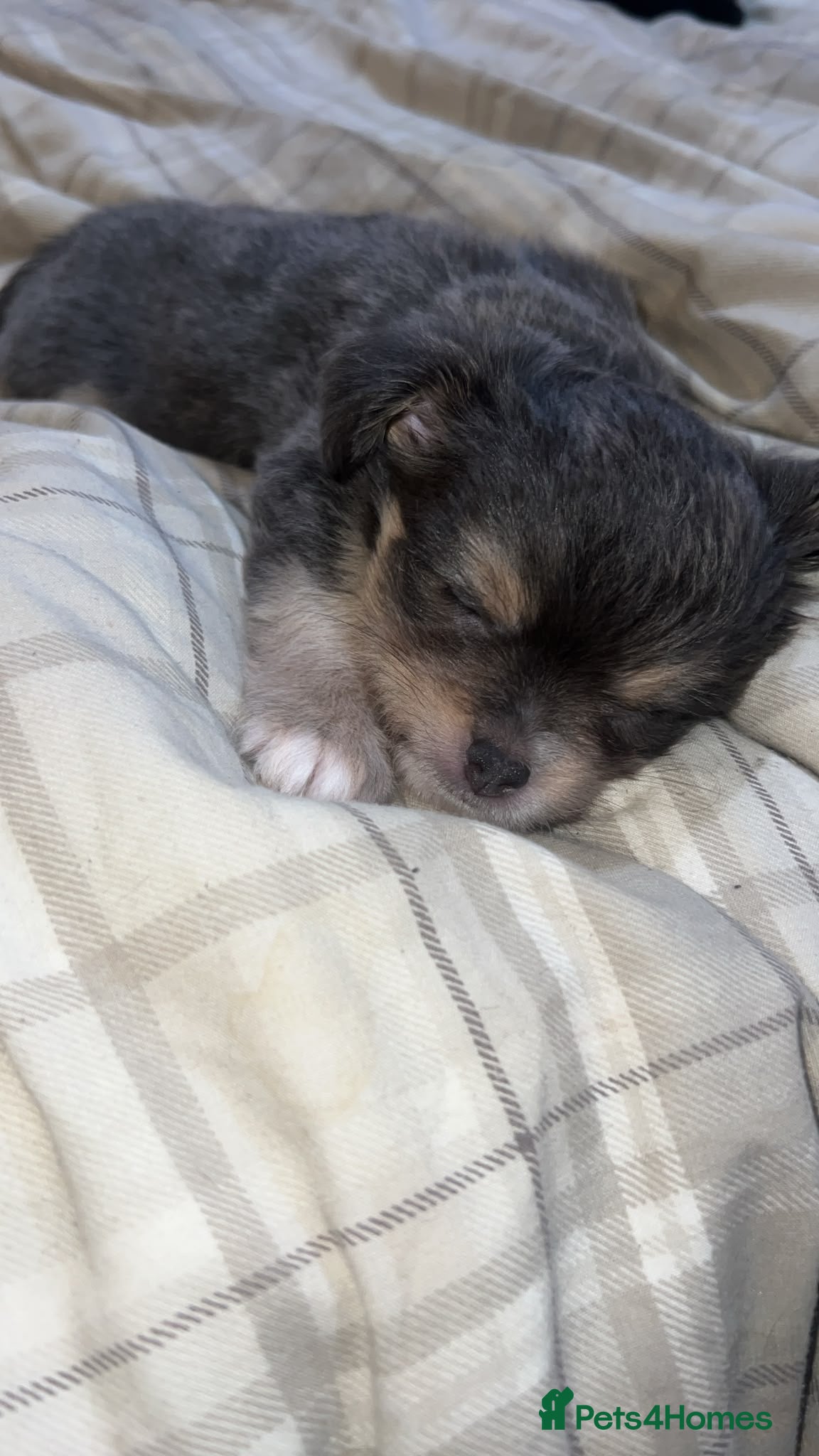 Mixed Breed dogs Beautiful Chihuahua Puppies – 1 Already Reserved - Advert 1