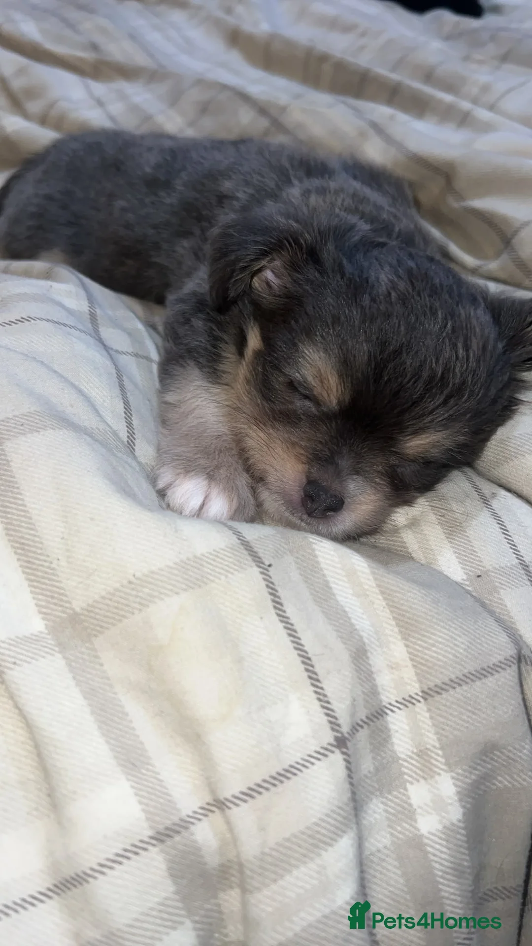 Mixed Breed dogs for sale: Beautiful Chihuahua Puppies – 1 Already Reserved - Advert 1