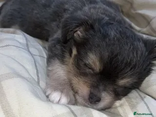 Mixed Breed dogs Beautiful Chihuahua Puppies – 1 Already Reserved - Advert 1