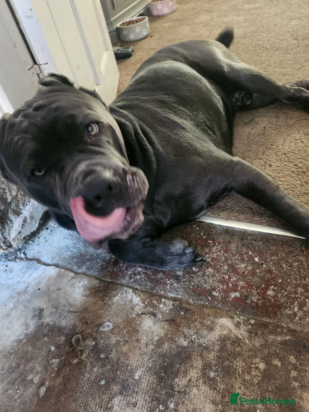 Cane Corso dogs for sale: This is Zola cane corso  in Sunderland - Advert 2