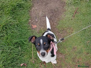Mixed Breed dogs Female jack russell - Advert 1