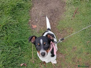 Mixed Breed dogs Female jack russell - Advert 17