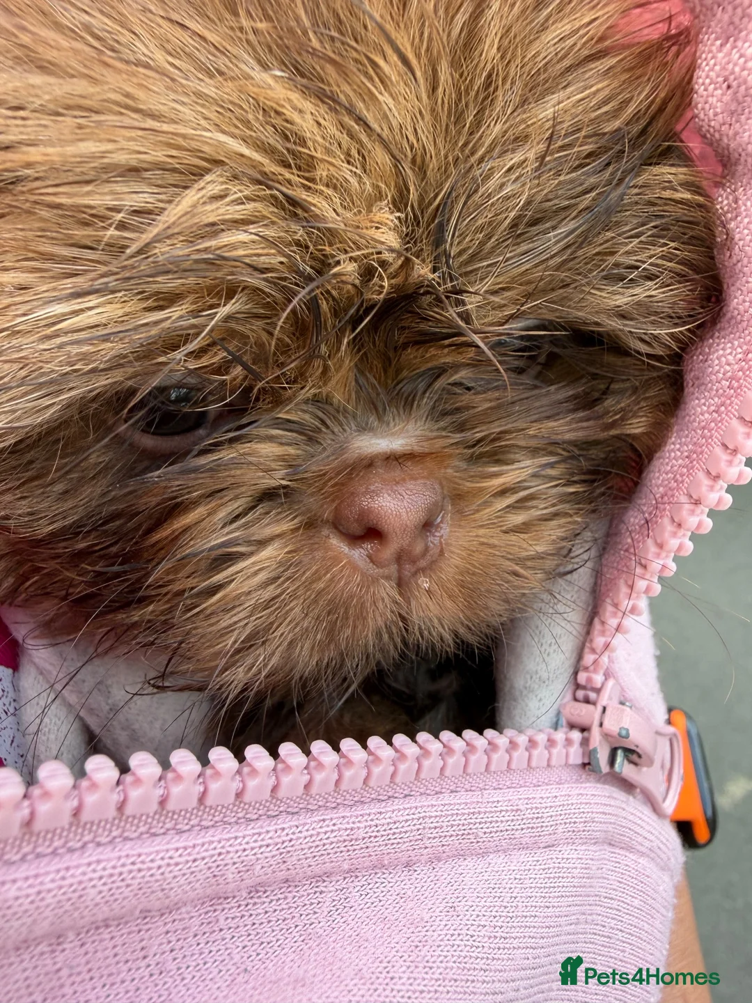 Shih Tzu dogs for sale: Male shih tuz in Whitby - Advert 2