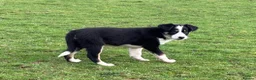 Border Collie dogs for sale: Border Collie Pups in Machynlleth - Advert 6