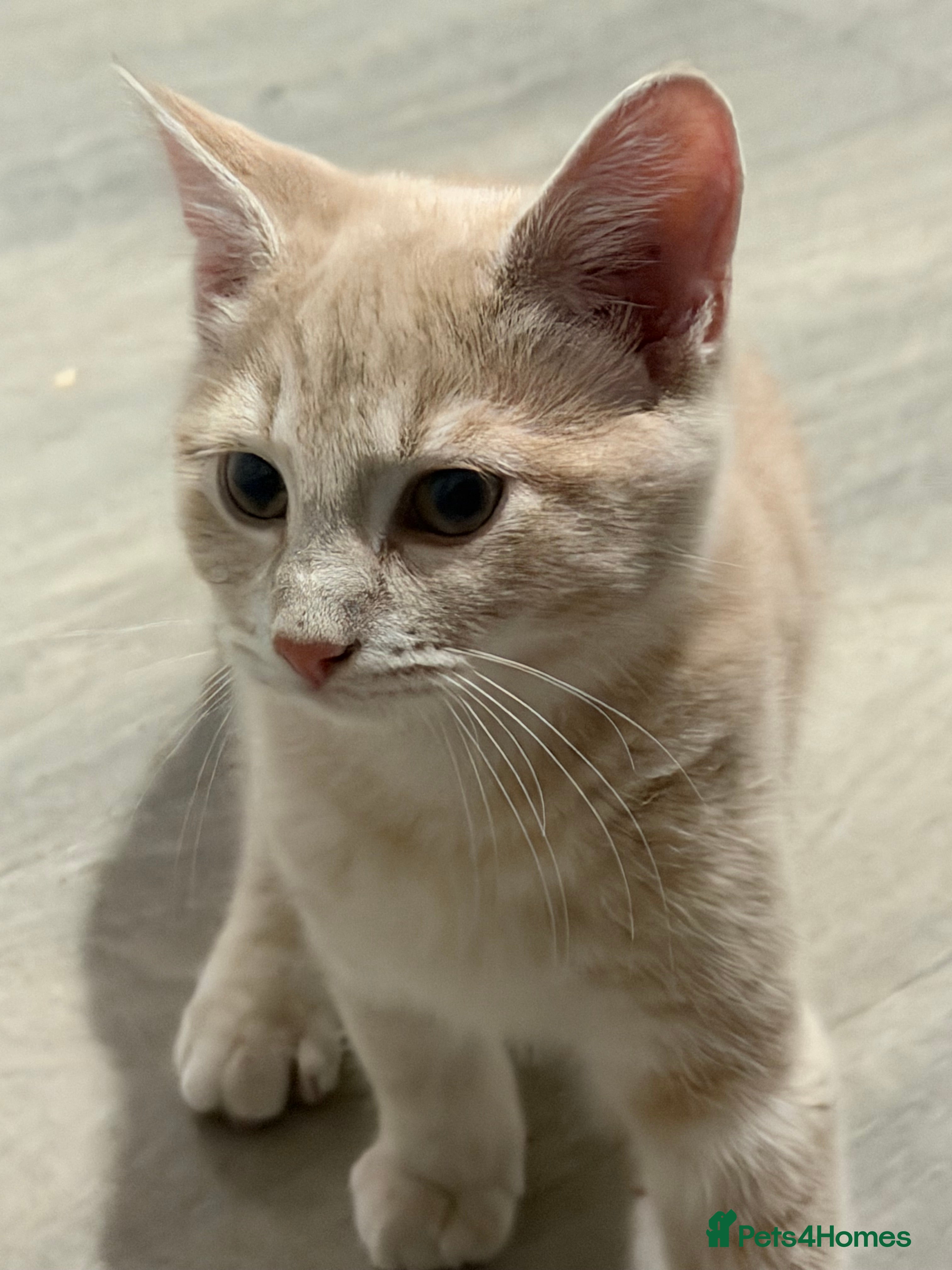 British Shorthair cats Two kittens for sale  - Advert 2