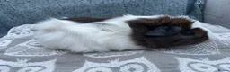 Guinea Pig rodents for sale: Mixed breed, Female (Sisters) Guinea Pigs - Advert 4