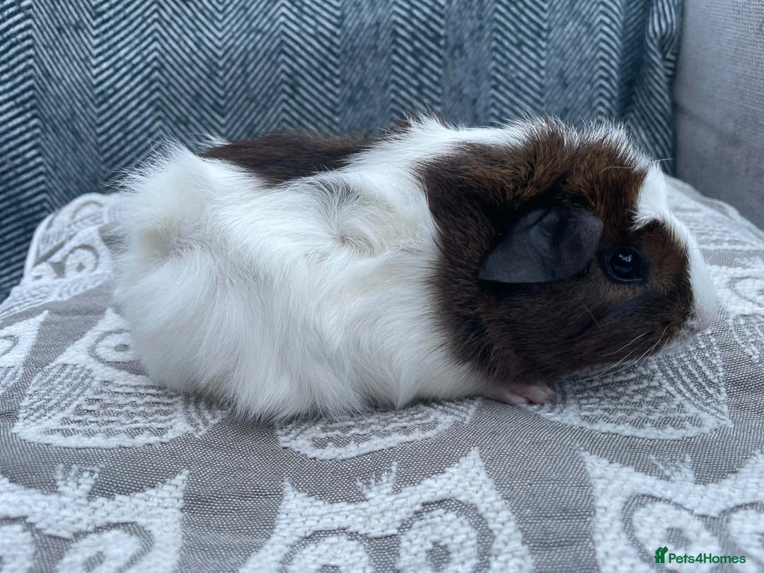 Guinea Pig rodents for sale: Mixed breed, Female (Sisters) Guinea Pigs - Advert 4