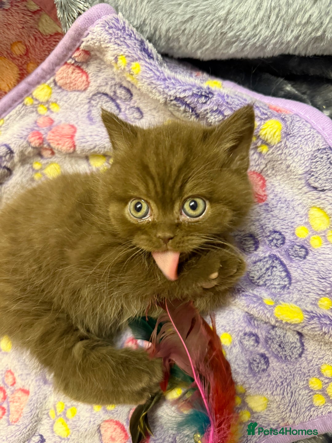 British Shorthair cats for sale: Champion Line British Shorthair Kittens - Advert 12