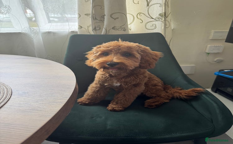 Cavapoo dogs - Advert 7