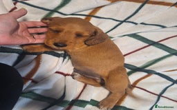 Mixed Breed dogs for sale: Beautiful dachshund mix puppies  - Image 8