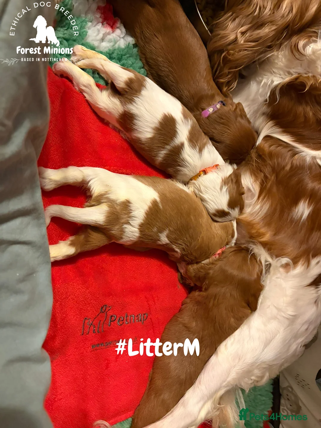 Cavalier King Charles Spaniel dogs for sale: Beautiful KC Cavalier King Charles Spaniel puppies - Advert 17