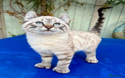 Bengal cats for sale: Breathtaking rare snow leopard  - Advert 10