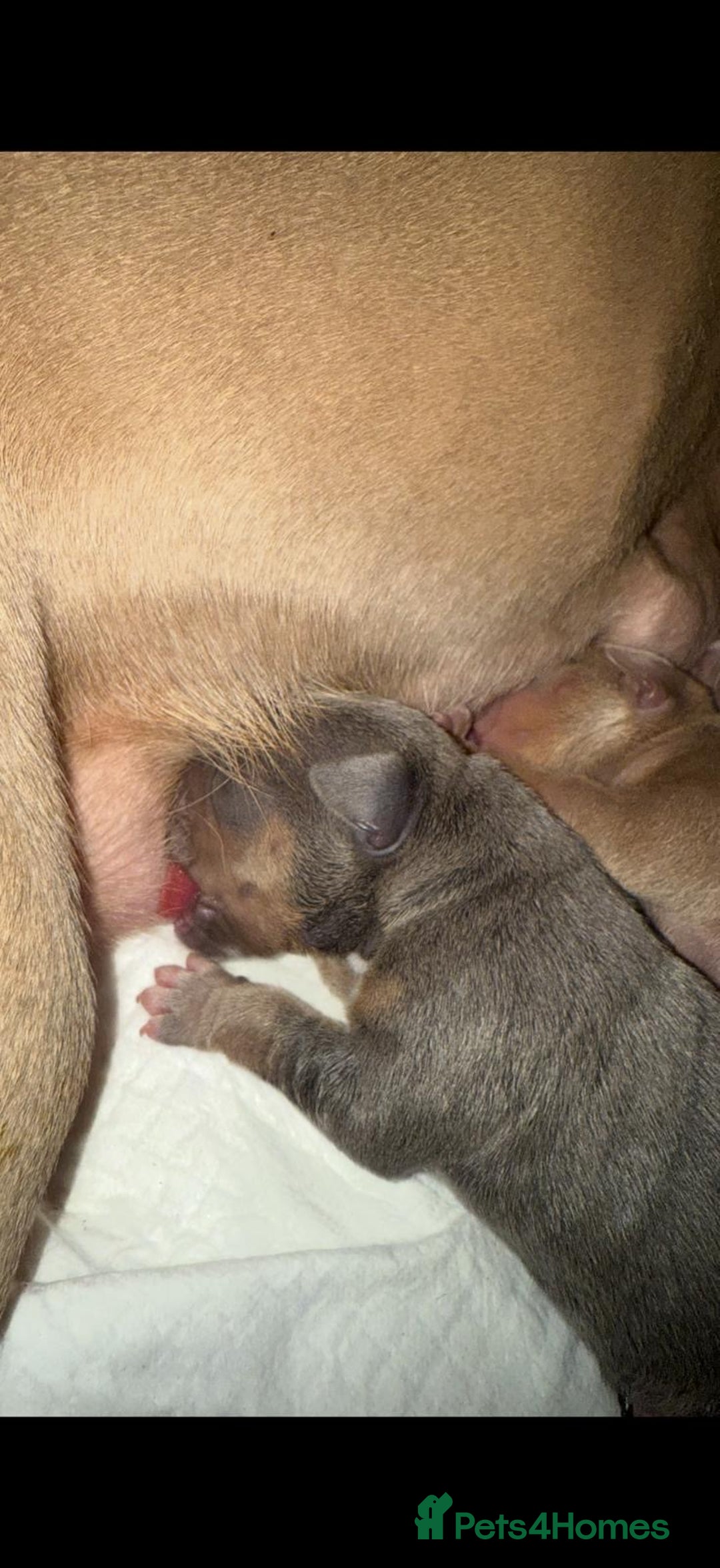 American Bully dogs for sale: Pocket bully pups - Advert 3