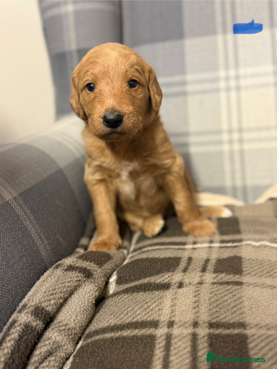 Labradoodle dogs for sale: 6 beautiful labradoodles - Advert 6