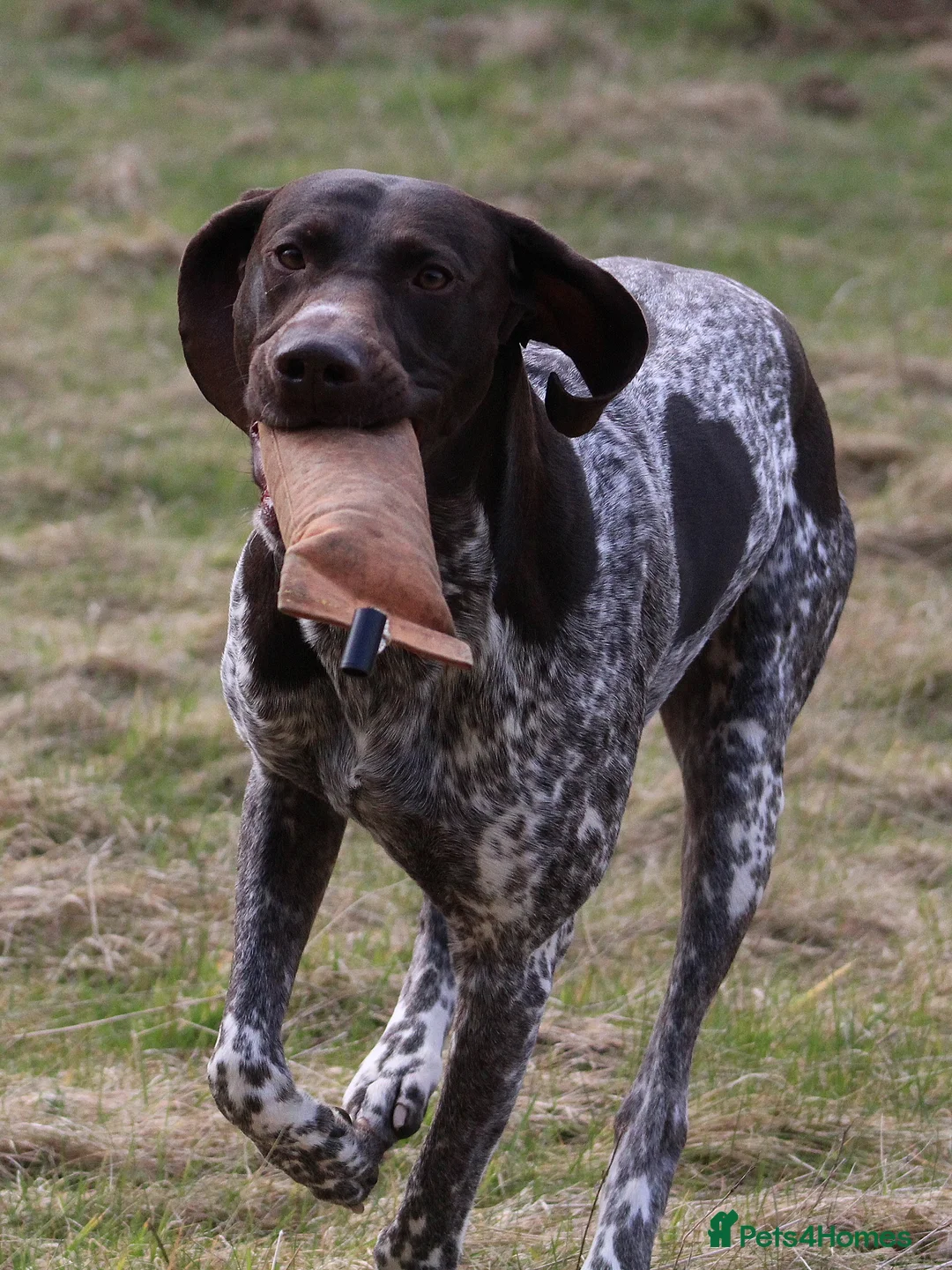 German Shorthaired Pointer dogs for stud: Stunning Proven German shorthaired pointer  in Shrewsbury - Advert 6