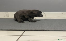 Staffordshire Bull Terrier dogs for sale: Blue staff puppies  - Image 8
