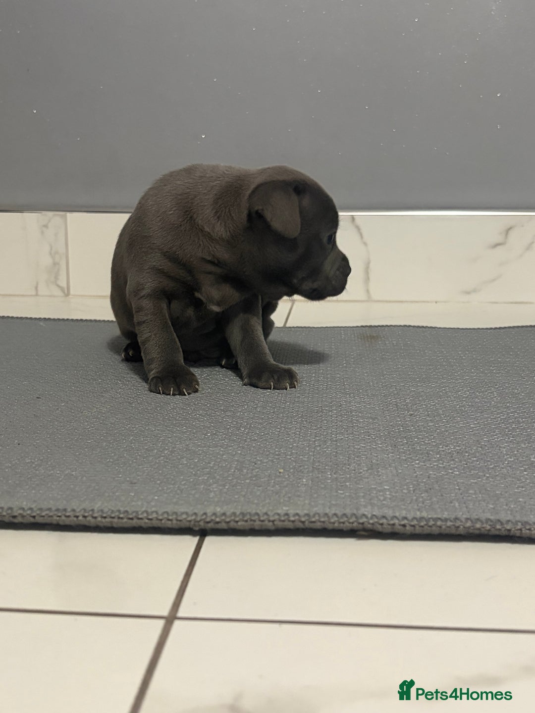 Staffordshire Bull Terrier dogs for sale: Blue staff puppies  - Image 8