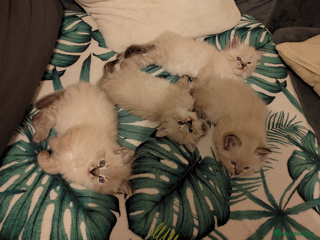 Ragdoll cats for sale: Gorgeous lot of Siberian and Ragdoll mix kittens  - Advert 13