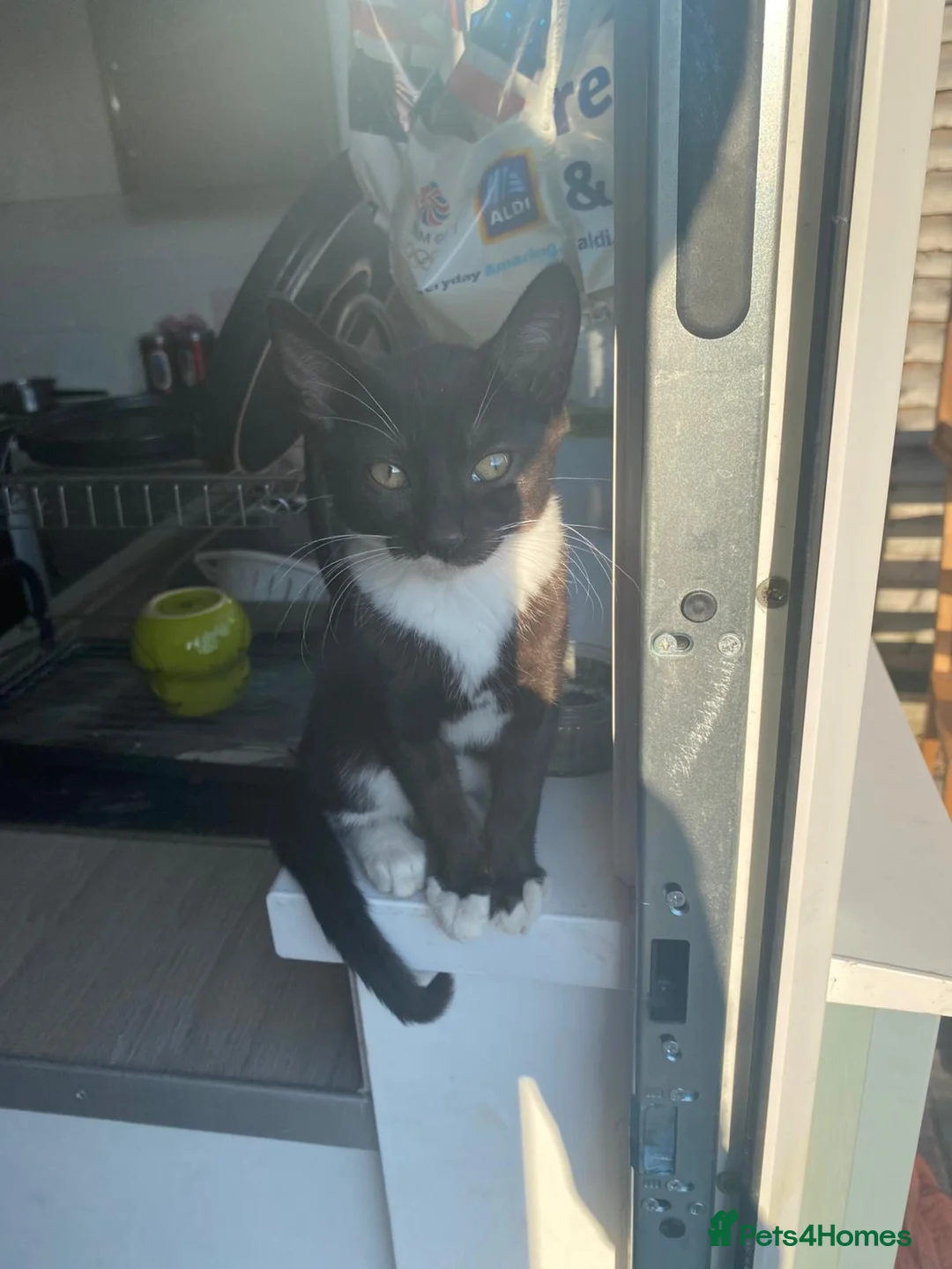 Bengal cats for sale: Bengal cross kittens  in Fareham - Advert 2