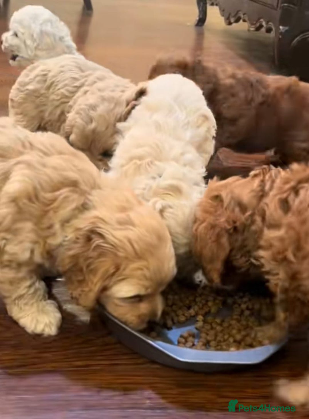 Cavapoo dogs for sale: Cavapoo puppies  - Advert 5