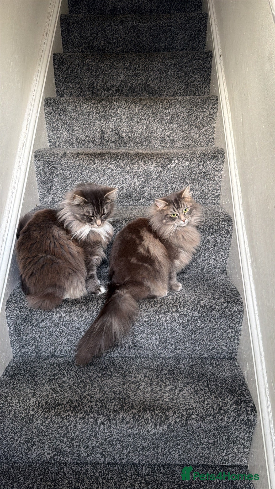 Mixed Breed cats 2 Gorgeous,Persian x British Shorthair Kittens - Advert 4