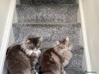 Mixed Breed cats 2 Gorgeous,Persian x British Shorthair Kittens - Advert 4