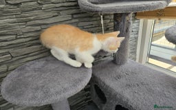 Mixed Breed cats for sale: Beautiful kittens - Image 13