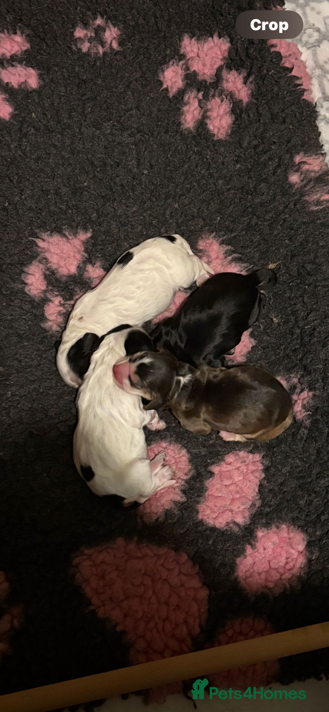 Cocker Spaniel dogs for sale: Stunning kc registered show cocker spaniels  - Advert 3