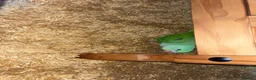 Parakeets birds for sale: Kiwi 3 month old alexandrine  in Dereham - Advert 3