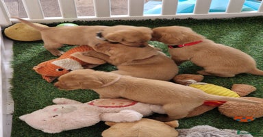 Labrador Retriever dogs - Advert 14