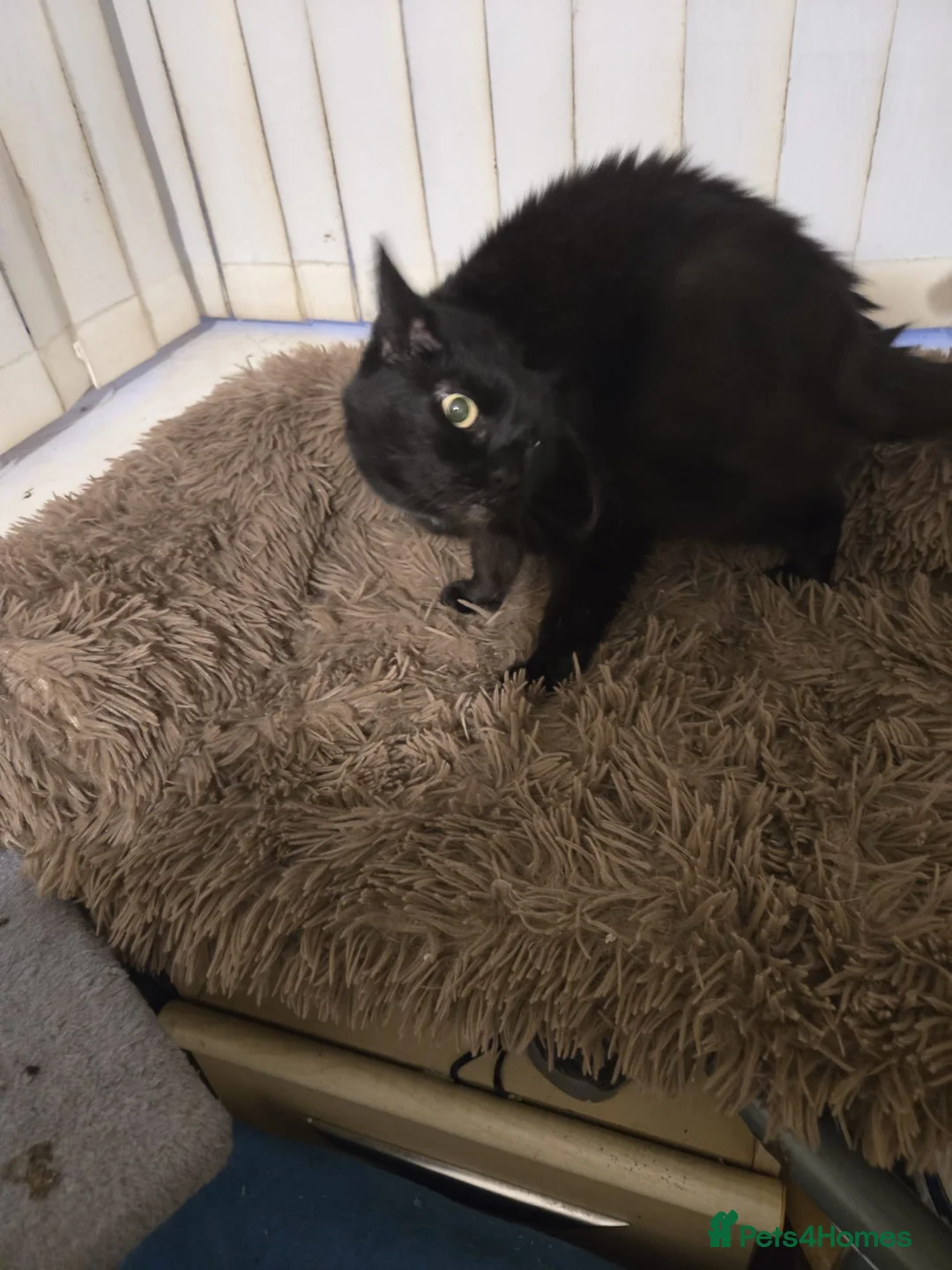 Domestic Shorthair cats for adoption: Maisie is a sweet 9 yr old that just wants loving - Advert 3