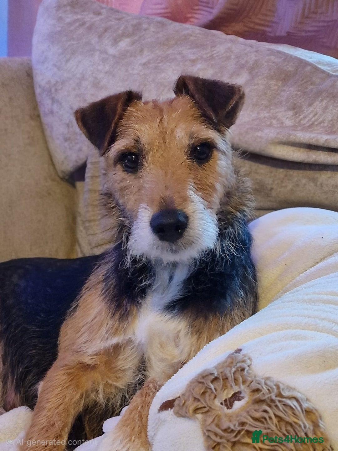 Patterjack dogs for sale: Stunning litter of puppies for sale  - Advert 7