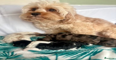 Cavapoo dogs - Advert 1