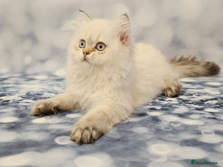 British Shorthair cats - Advert 12
