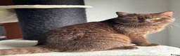 British Shorthair cats for sale: Chocolate British shorthair  - Advert 3