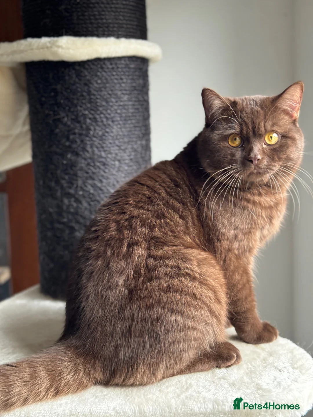 British Shorthair cats for sale: Chocolate British shorthair  - Advert 3