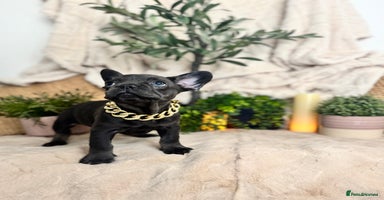 French Bulldog dogs - Advert 15