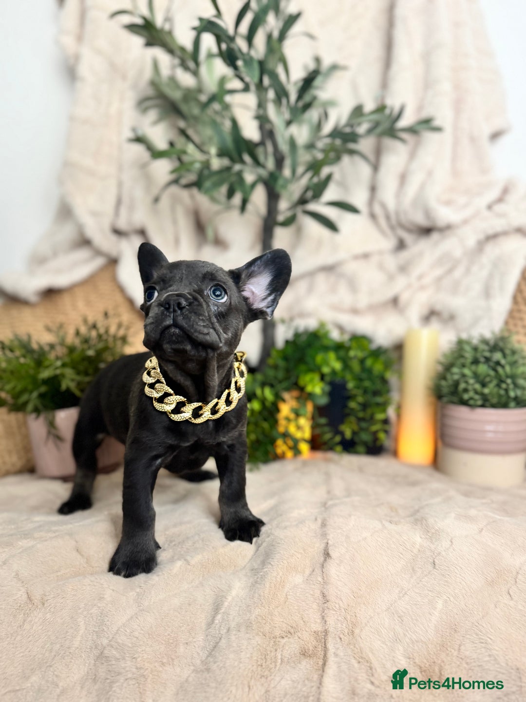 French Bulldog dogs for sale: Merle french bulldogs  - Image 2