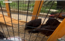 Chickens poultry for sale: 2 Rhode Island’s  - Image 4