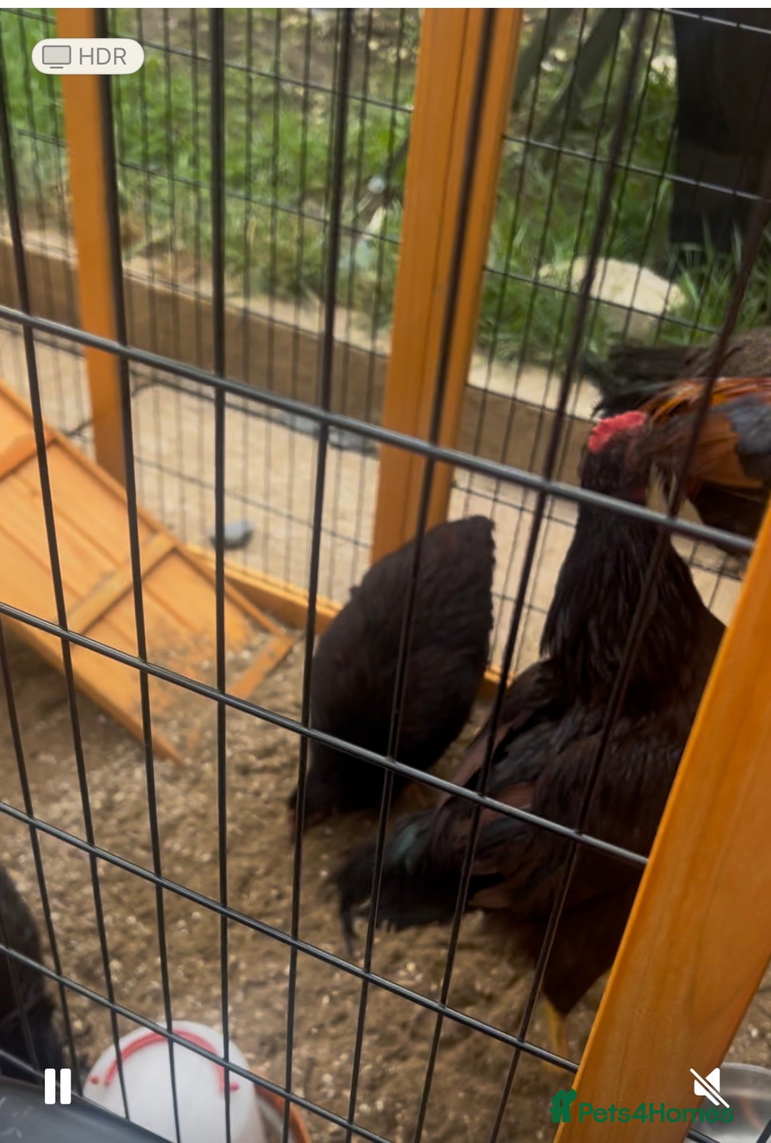 Chickens poultry for sale: 2 Rhode Island’s  - Image 4