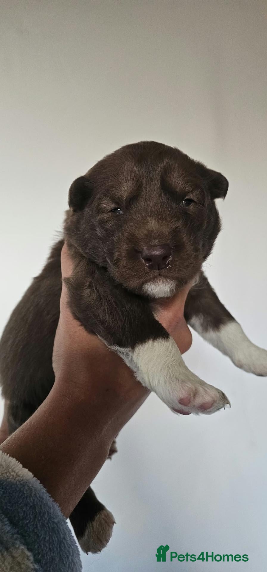 Siberian Husky dogs for sale: Wooly siberian husky - Advert 1