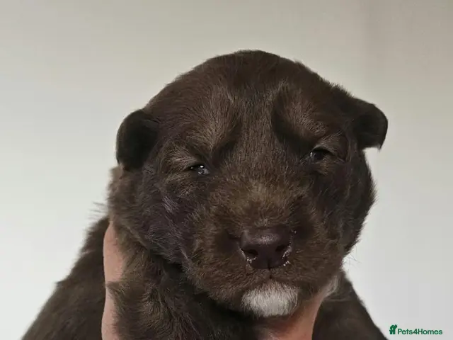 Siberian Husky dogs for sale: Wooly siberian husky - Advert 1