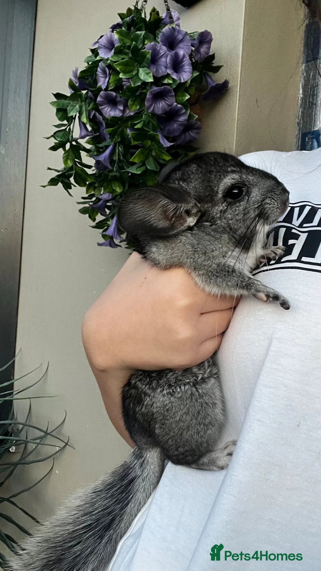 Chinchilla rodents for sale: male chinchilla in Port Talbot - Advert 3