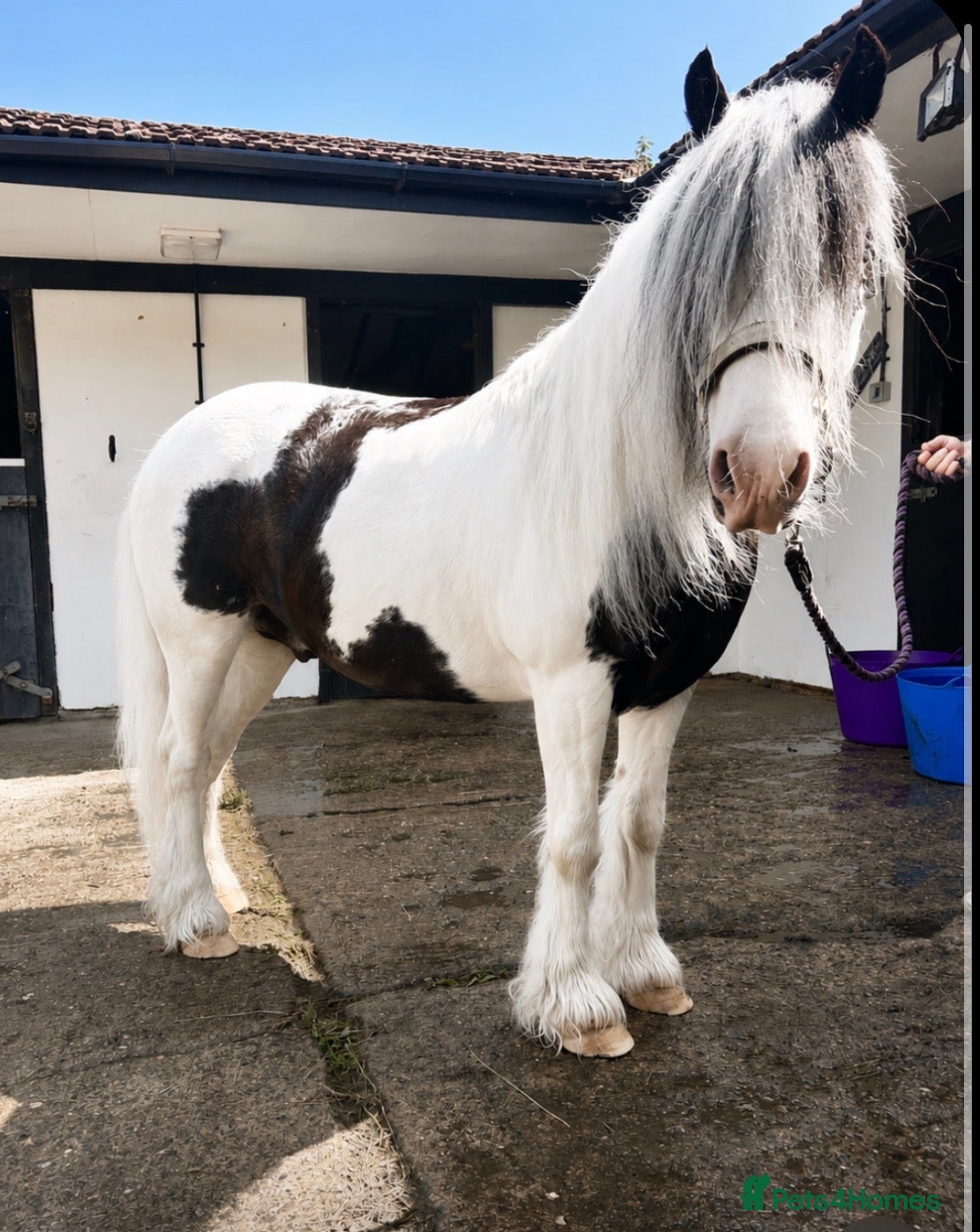Irish Cob horses Little Dude - 11.2hh - all rounder  - Advert 12