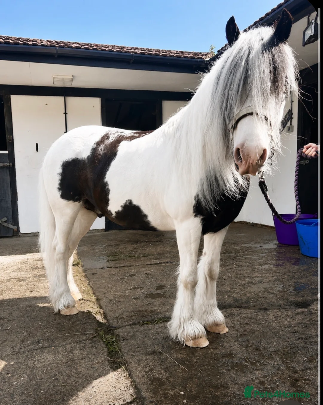 Irish Cob horses for sale: Little Dude - 11.2hh - all rounder  in Faversham - Advert 1