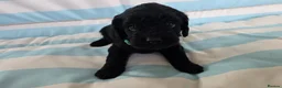 Cavapoo dogs for sale: Ready Now - 3 Girl F1 Toy Cavapoos Health Checked - Advert 23