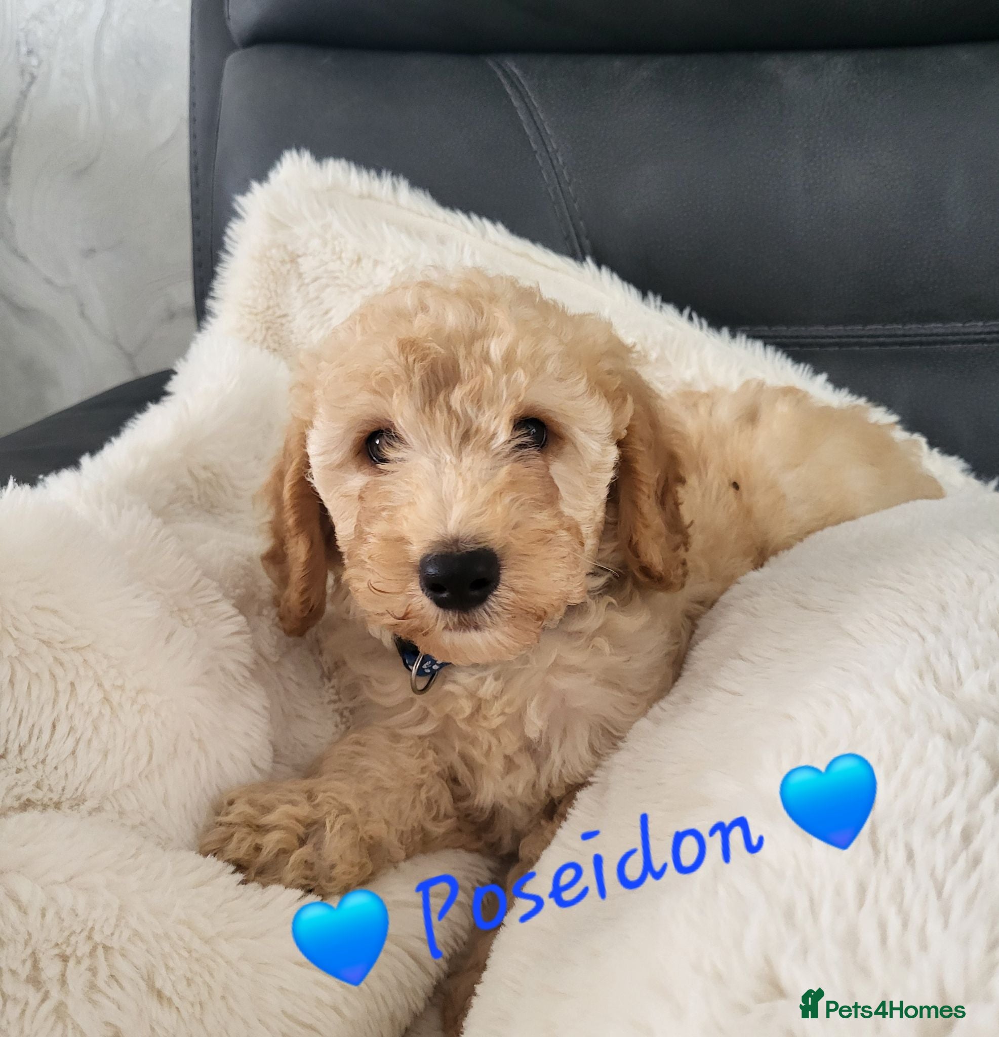 Cockapoo dogs Ready to go. Beautiful Home-Raised F1B Cockapoos  - Advert 5