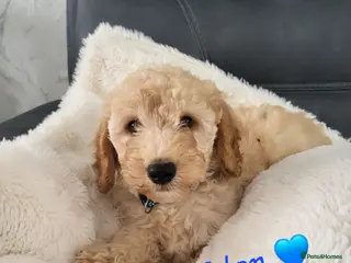 Cockapoo dogs Ready to go. Beautiful Home-Raised F1B Cockapoos - Advert 5