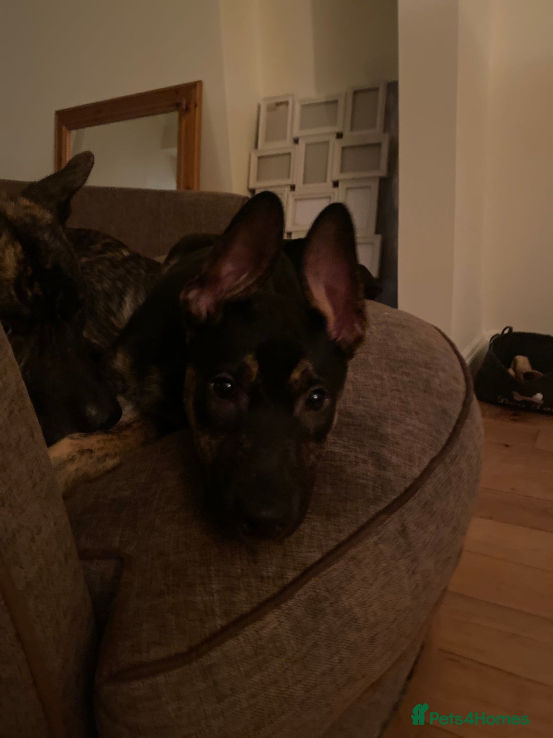 Mixed Breed dogs for sale: 1 left !!!! - Image 7