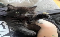 RagaMuffin cats for sale: Male kitten  - Image 3